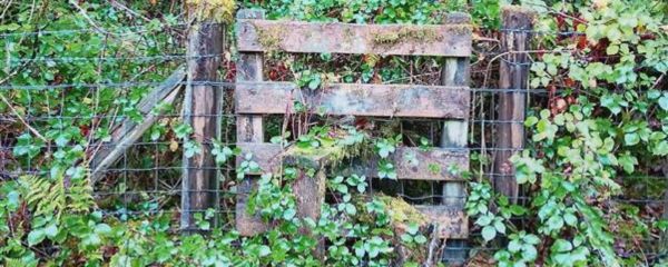 Mae giât bren wedi’i herydu yn sefyll yng nghanol gwrychoedd trwchus sy’n gordyfu. Mae’r giât wedi’i gwneud o blanciau llorweddol garw sy’n pylu ac yn gorchuddio â smotiau o fwsogl. Mae hi wedi’i gosod mewn ffens wifren sydd bron yn cael ei chuddio gan y llysdyfiant trwchus o’i hamgylch. Mae dail gwyrdd, draenen ddu a rhedyn yn tyfu o gwmpas ac drwy’r strwythur, gan awgrymu nad yw’r giât wedi cael ei defnyddio ers amser maith. Mae’r olygfa’n rhoi’r argraff o hen lwybr neu fynedfa sydd bellach wedi’i rhwystr